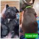 American Staffordshire Terrier Puppies for sale in Portland, OR 97267, USA. price: $700