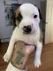 American Staffordshire Terrier Puppies for sale in Shirley, NY, USA. price: $1,200