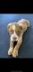 American Staffordshire Terrier Puppies for sale in S Fiske Blvd & Barton Blvd, Rockledge, FL 32955, USA. price: $400