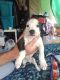American Staffordshire Terrier Puppies for sale in Norman, OK, USA. price: $150