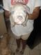 American Staffordshire Terrier Puppies for sale in Memphis, TN, USA. price: $150
