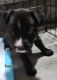 American Staffordshire Terrier Puppies for sale in Phoenix, AZ, USA. price: $300