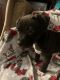 American Staffordshire Terrier Puppies for sale in Williston, VT, USA. price: $650