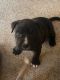 American Staffordshire Terrier Puppies for sale in Milwaukee, WI 53224, USA. price: NA