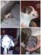 American Staffordshire Terrier Puppies for sale in NY-30A, Gloversville, NY, USA. price: NA