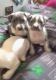 American Staffordshire Terrier Puppies for sale in Las Vegas Strip, NV, USA. price: NA