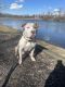 American Staffordshire Terrier Puppies for sale in Mason, OH, USA. price: $500