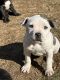 American Staffordshire Terrier Puppies for sale in Freeport, NY 11520, USA. price: NA