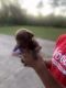American Staffordshire Terrier Puppies for sale in Orangeburg, SC, USA. price: NA