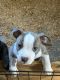 American Staffordshire Terrier Puppies for sale in Cana, VA 24317, USA. price: $500
