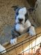 American Staffordshire Terrier Puppies for sale in Cana, VA 24317, USA. price: $600