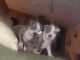 American Staffordshire Terrier Puppies for sale in North Lauderdale, FL, USA. price: $375