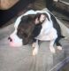 American Staffordshire Terrier Puppies for sale in Union City, GA 30291, USA. price: NA