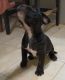 American Staffordshire Terrier Puppies for sale in Plant City, FL, USA. price: NA