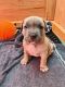 American Staffordshire Terrier Puppies for sale in 1833 Hawthorne St, Klamath Falls, OR 97601, USA. price: $500