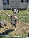 American Staffordshire Terrier Puppies for sale in Rockingham, NC 28379, USA. price: $200