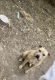 American Staffordshire Terrier Puppies for sale in Lafayette, LA, USA. price: $280