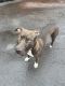 American Staffordshire Terrier Puppies for sale in Hartford, CT 06118, USA. price: NA