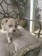 American Staffordshire Terrier Puppies for sale in Las Vegas, NV, USA. price: NA