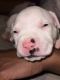 American Staffordshire Terrier Puppies for sale in Pharr, TX 78577, USA. price: $800