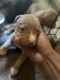 American Staffordshire Terrier Puppies for sale in Harrisburg, PA, USA. price: NA