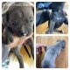 American Staffordshire Terrier Puppies for sale in Minneapolis, MN, USA. price: $1,000
