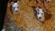 American Staffordshire Terrier Puppies for sale in Harrisburg, PA, USA. price: $500