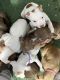 American Staffordshire Terrier Puppies for sale in Regional Municipality of Durham, ON, Canada. price: NA