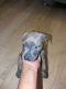 American Staffordshire Terrier Puppies for sale in Lexington, NC, USA. price: NA