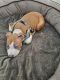 American Staffordshire Terrier Puppies for sale in Carpentersville, IL, USA. price: $800