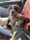 American Staffordshire Terrier Puppies for sale in Washington, DC, USA. price: NA