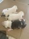 American Staffordshire Terrier Puppies for sale in Rocky Mount, NC 27801, USA. price: $800