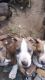 American Staffordshire Terrier Puppies for sale in Garden Grove, CA, USA. price: $500
