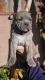 American Staffordshire Terrier Puppies for sale in Long Beach, CA, USA. price: NA