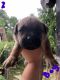 American Staffordshire Terrier Puppies for sale in Aurora Dr, Dale City, VA 22193, USA. price: NA