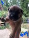 American Staffordshire Terrier Puppies for sale in Aurora Dr, Dale City, VA 22193, USA. price: NA