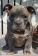 American Staffordshire Terrier Puppies for sale in Long Beach, CA, USA. price: $900