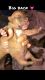 American Staffordshire Terrier Puppies for sale in Winter Haven, FL 33881, USA. price: NA