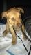 American Staffordshire Terrier Puppies for sale in Durham, NC, USA. price: $150