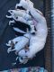 American Staffordshire Terrier Puppies for sale in Windsor Locks, CT, USA. price: $800