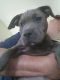 American Staffordshire Terrier Puppies for sale in Hayward, CA, USA. price: $350