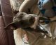 American Staffordshire Terrier Puppies for sale in Plano, TX, USA. price: $700