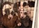 American Staffordshire Terrier Puppies for sale in Bayonne, NJ 07002, USA. price: $800