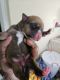American Staffordshire Terrier Puppies for sale in Steelton, PA, USA. price: $700
