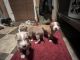 American Staffordshire Terrier Puppies for sale in Hazel Green, AL 35750, USA. price: NA
