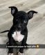 American Staffordshire Terrier Puppies for sale in East Hartford, CT, USA. price: $900