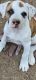 American Staffordshire Terrier Puppies for sale in Renton, WA, USA. price: $650