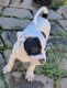 American Staffordshire Terrier Puppies for sale in Capitol Heights, MD 20743, USA. price: $250