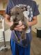 American Staffordshire Terrier Puppies for sale in California City, CA, USA. price: $250