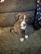 American Staffordshire Terrier Puppies for sale in W Broad St, Columbus, OH 43228, USA. price: $100